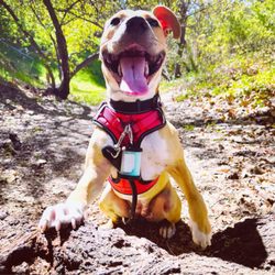 Rivas Canyon Trail