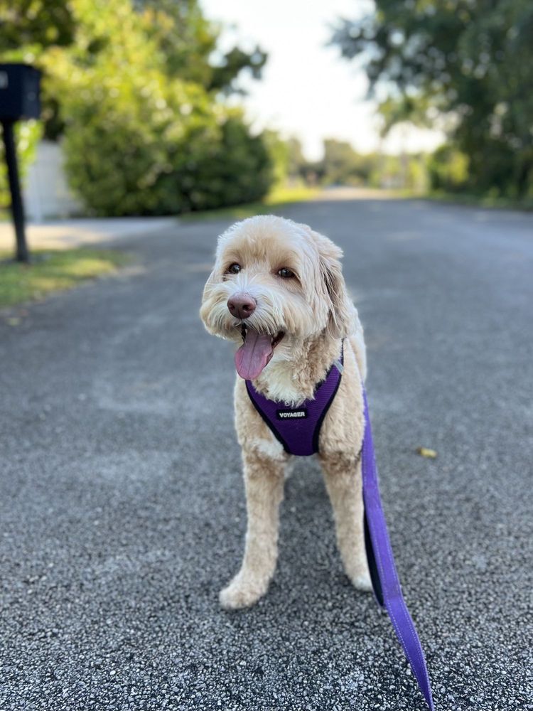 Wag Play Love - pet boarding facility in Pembroke Pines, FL