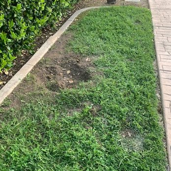 Mateo Diego - After - Tree Services Near Me - Escondido, California Mateo Diego - After - Tree Services Near Me - Escondido, California
