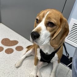 Glasgo Memorial Veterinary Hospital - Dog