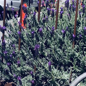 Figge Cellars Tasting Room - purple flowers in front of a fence - Wine Tasting Room Near Me - Carmel Valley, California Figge Cellars Tasting Room - purple flowers in front of a fence - Wine Tasting Room Near Me - Carmel Valley, California