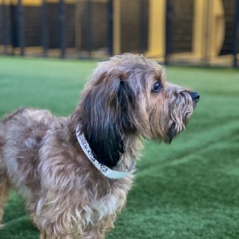Pet Paradise Gainesville - Pet Groomers Near Me - Newberry, Florida Pet Paradise Gainesville - Pet Groomers Near Me - Newberry, Florida