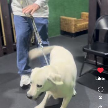 Shultz K9 Enforcement - Out of control dog - Pet Training Near Me - Oakland Park, Florida