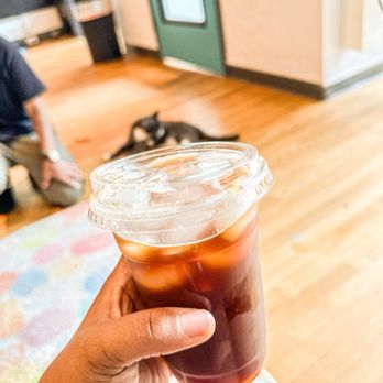 Crooked Tail Cat Cafe - Pet Adoption Near Me - Greensboro, North Carolina