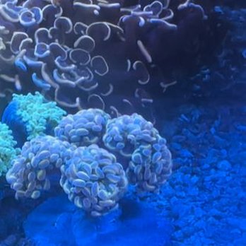 Aqua Plus Aquarium - Friend took this later in the day at the shop - Local Fish Stores Near Me - Santa Clara, California Aqua Plus Aquarium - Friend took this later in the day at the shop - Local Fish Stores Near Me - Santa Clara, California
