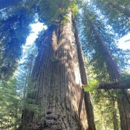 Grove of Titans