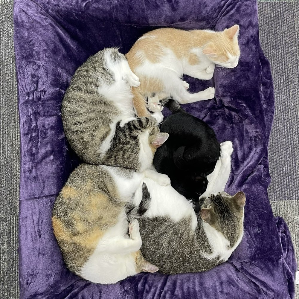 Kitties! Kitties!