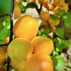 Pacific Star Gardens - Apricots