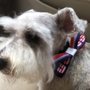 Photo of The Velvet Poodle Pet Salon & Barkery