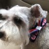 The Velvet Poodle Pet Salon & Barkery gift card