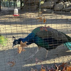 Lupa Zoo - Peacock