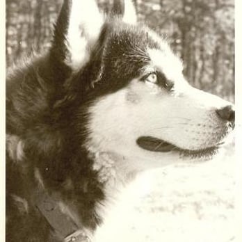 Snow Drift Kennels - Snow Drift Kennels - Pet Stores Near Me Snow Drift Kennels - Snow Drift Kennels - Pet Stores Near Me