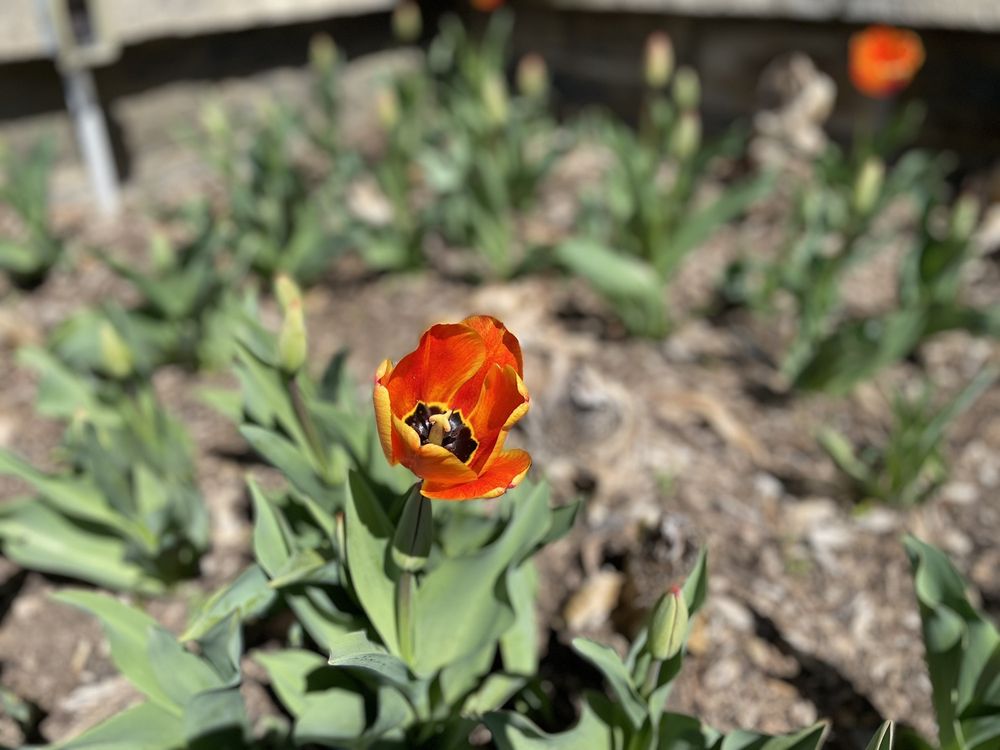 Social spots from Howard Peters Rawlings Conservatory and Botanic Gardens