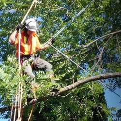 Mencer's Tree Service