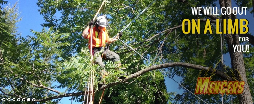 Mencer's Tree Service - tree service in Knoxville, TN