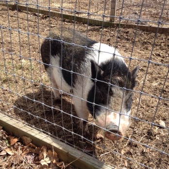 Sunflower Farm Creamery - Pigs may bite - Cheese Shops Near Me - Cumberland, Maine