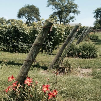 Sakonnet Vineyard - Vineyard - Wineries Near Me - Little Compton, Rhode Island Sakonnet Vineyard - Vineyard - Wineries Near Me - Little Compton, Rhode Island
