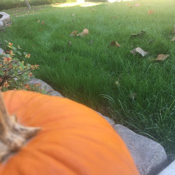Clean Air Lawn Care - a pumpkin in the grass - Lawn Services Near Me Clean Air Lawn Care - a pumpkin in the grass - Lawn Services Near Me