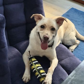 Dis And Bark - Odie and her monarch caterpillar that transforms into a chrysalis and butterfly - Pet Stores Near Me - Honolulu, Hawaii