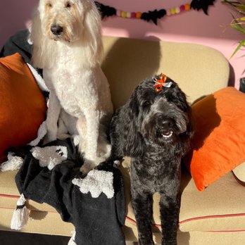 Rainbow Pet Salon - Show-off sisters at Rainbow Pet Salon! - Pet Groomers Near Me - Lexington, Kentucky Rainbow Pet Salon - Show-off sisters at Rainbow Pet Salon! - Pet Groomers Near Me - Lexington, Kentucky