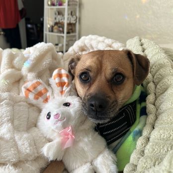 bark! bark! - Jax my baby - Pet Groomers Near Me - Signal Hill, California bark! bark! - Jax my baby - Pet Groomers Near Me - Signal Hill, California