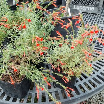 Fl Native Nursery Nurseries Gardening 14388 Meridian Fl Native Nursery Nurseries