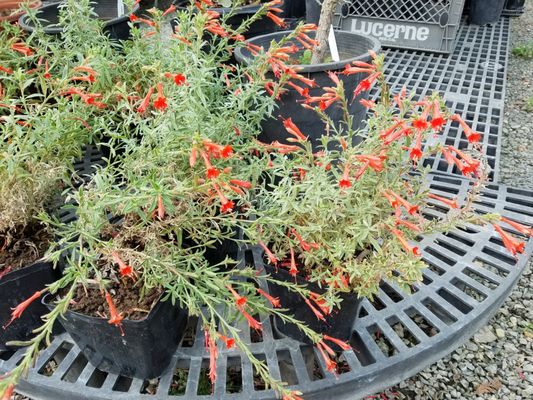 Fl Native Nursery Nurseries Gardening 14388 Meridian Fl Native Nursery Nurseries