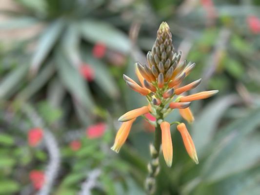 Muttart Conservatory by null