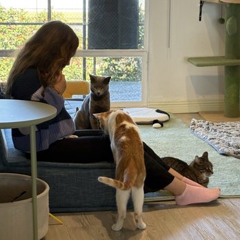 Cat Cafe Meows Rakuen - Cafes Near Me - Gardena, California Cat Cafe Meows Rakuen - Cafes Near Me - Gardena, California