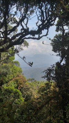 Mossy Forest by null