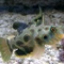 Atlantis Fish Shoppe