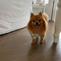 Pippa, adopted from OC Pom Rescue in April 2023.