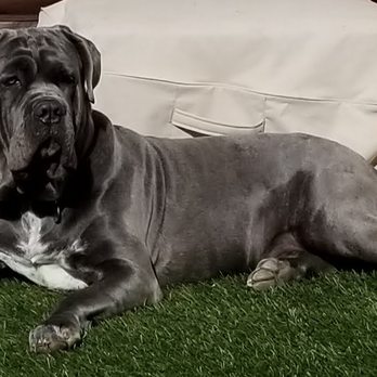 Country Pet Hospital - My boy, Grizzy. (Neapolitan Mastiff) We had to made an emergency Visit to Dr. Bara to get a big red ball removed from his mouth. OMG - Veterinarians Near Me - Alpine, California Country Pet Hospital - My boy, Grizzy. (Neapolitan Mastiff) We had to made an emergency Visit to Dr. Bara to get a big red ball removed from his mouth. OMG - Veterinarians Near Me - Alpine, California
