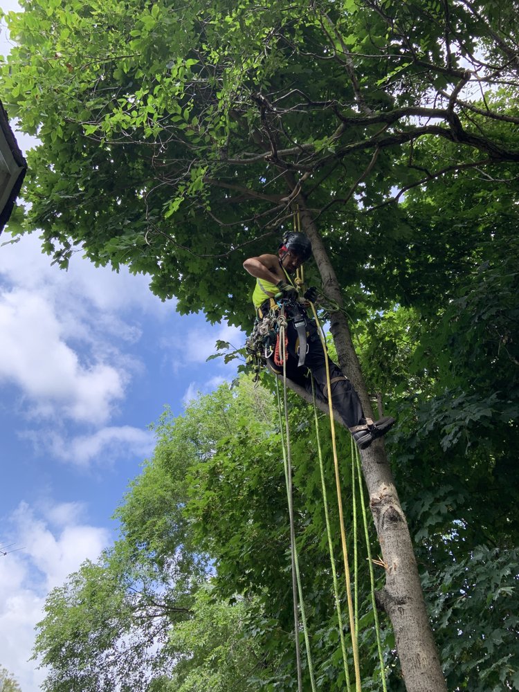 SANGAY TREE SERVICES Toronto, Ontario, Canada Tree Services Phone