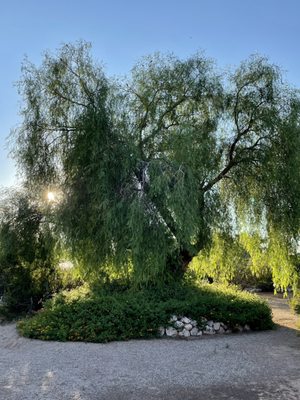 White Stallion Ranch by null