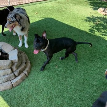 Wescott Acres Pet Resort - Kiah making new friends - Pet Sitting Near Me - Columbia, South Carolina