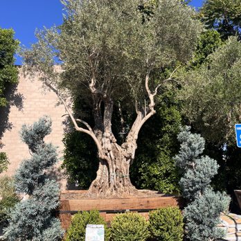 Moon Valley Nurseries - Tree Services Near Me - North Hollywood, California Moon Valley Nurseries - Tree Services Near Me - North Hollywood, California