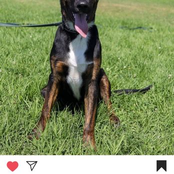 Wolfgang Expert Dog Training - Cleo at Wolfgang Dog Training school... - Pet Training Near Me - Gardena, California Wolfgang Expert Dog Training - Cleo at Wolfgang Dog Training school... - Pet Training Near Me - Gardena, California