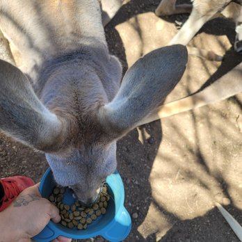 Movieland Animals - Attraction Farms Near Me - Pipe Creek, Texas