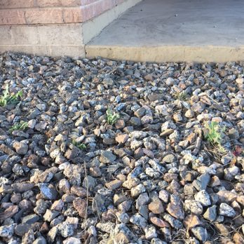 Yard Details - Front yard. He claims they didn't weed whack, but the leaves on these weeds have clearly been cut down. - Landscaping Near Me - Tucson, Arizona Yard Details - Front yard. He claims they didn't weed whack, but the leaves on these weeds have clearly been cut down. - Landscaping Near Me - Tucson, Arizona