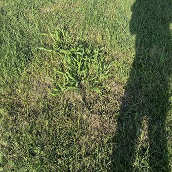TruGreen Lawn Care - a shadow of a person standing in the grass - Lawn Services Near Me - Nashville, Tennessee TruGreen Lawn Care - a shadow of a person standing in the grass - Lawn Services Near Me - Nashville, Tennessee
