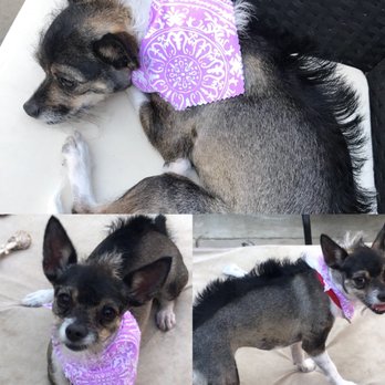 Doggie Spa on Wheels - Mohawk life! - Pet Groomers Near Me