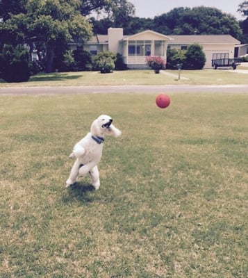 invisible fence winchester