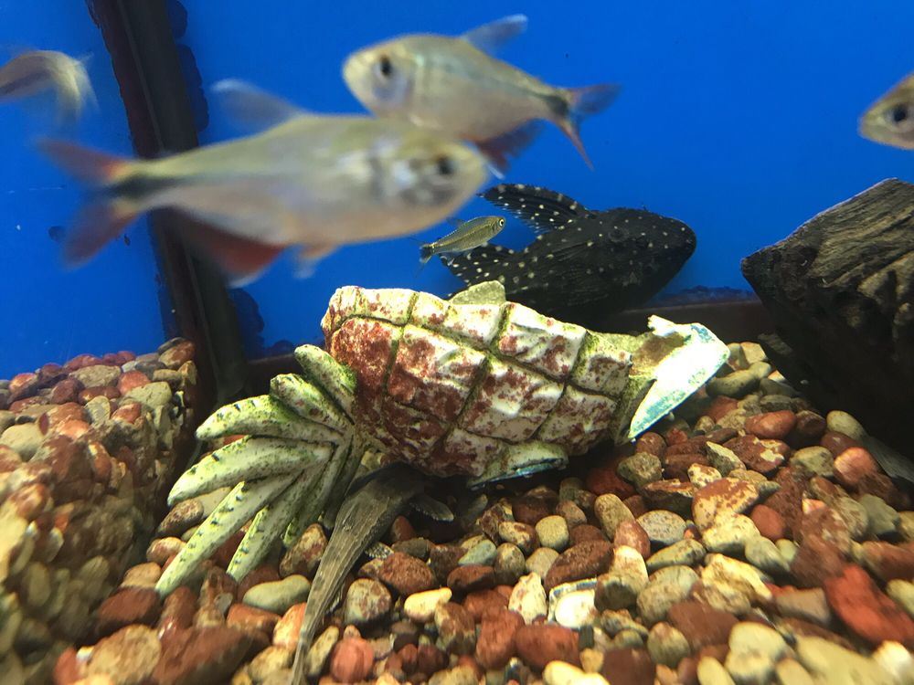 CORAL REEF PET CENTER 38 Photos & 41 Reviews Pet Stores 7723