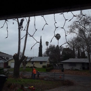 Vazquez Tree Service - Tree Services Near Me