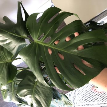 Fresh Indoor Plants - Indoor Landscaping Near Me - Ontario, California