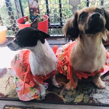 Fur Oak Professional Pet Grooming - Pet Groomers Near Me - Austin, Texas