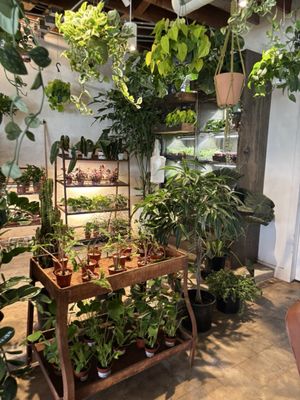 Palomino Coffee by null