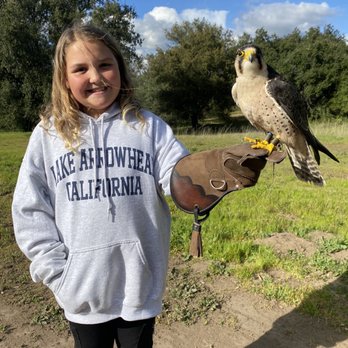 Sky Falconry - Habibi the Lanner falcon. Don't blink cause he flies FAST! - Specialty Schools Near Me - Alpine, California Sky Falconry - Habibi the Lanner falcon. Don't blink cause he flies FAST! - Specialty Schools Near Me - Alpine, California