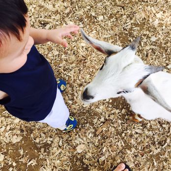 Sharkarosa Wildlife Ranch - baby goat - Attraction Farms Near Me - Pilot Point, Texas Sharkarosa Wildlife Ranch - baby goat - Attraction Farms Near Me - Pilot Point, Texas